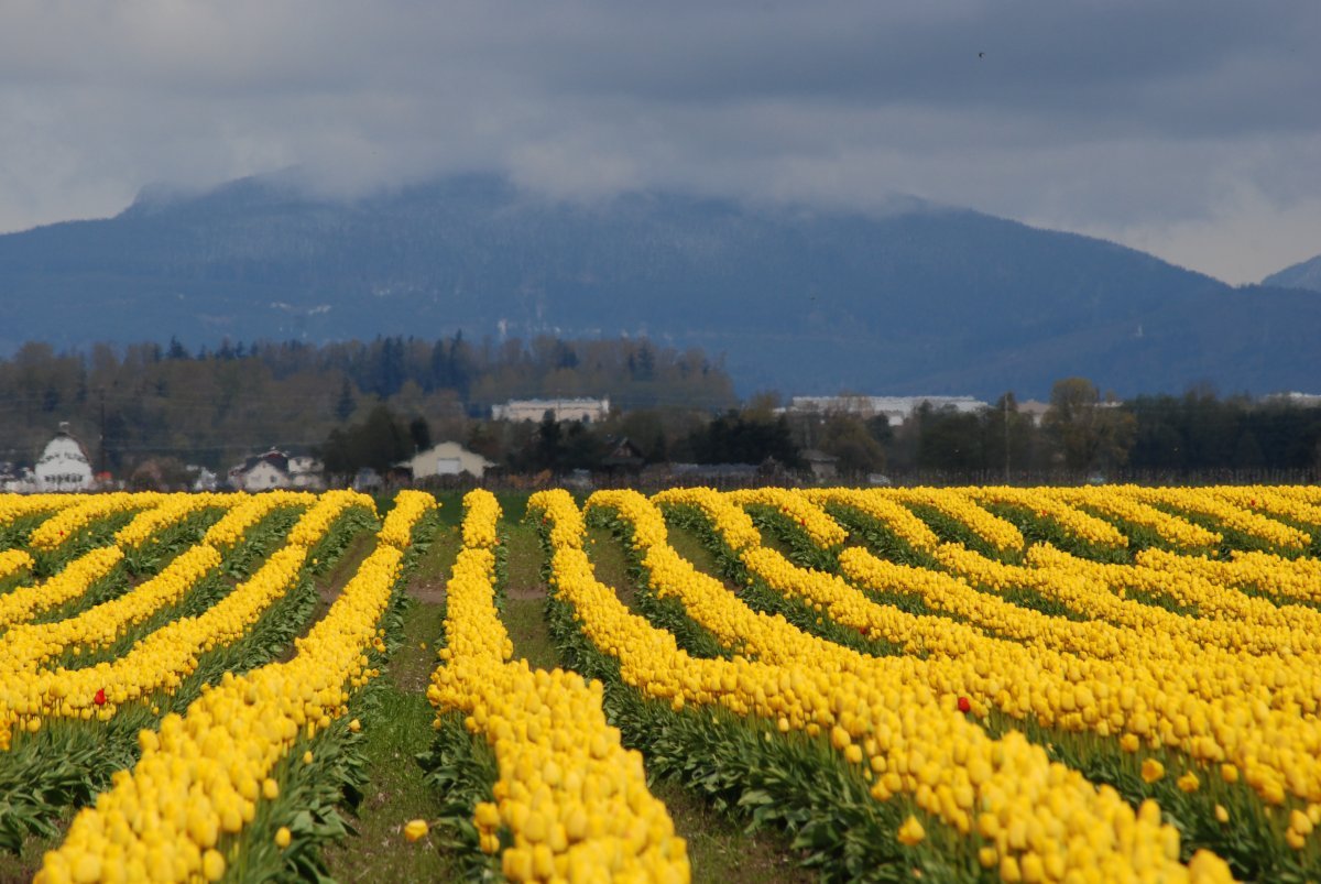Тюльпан Еллоу Маунтин махровый поздний - фото 7