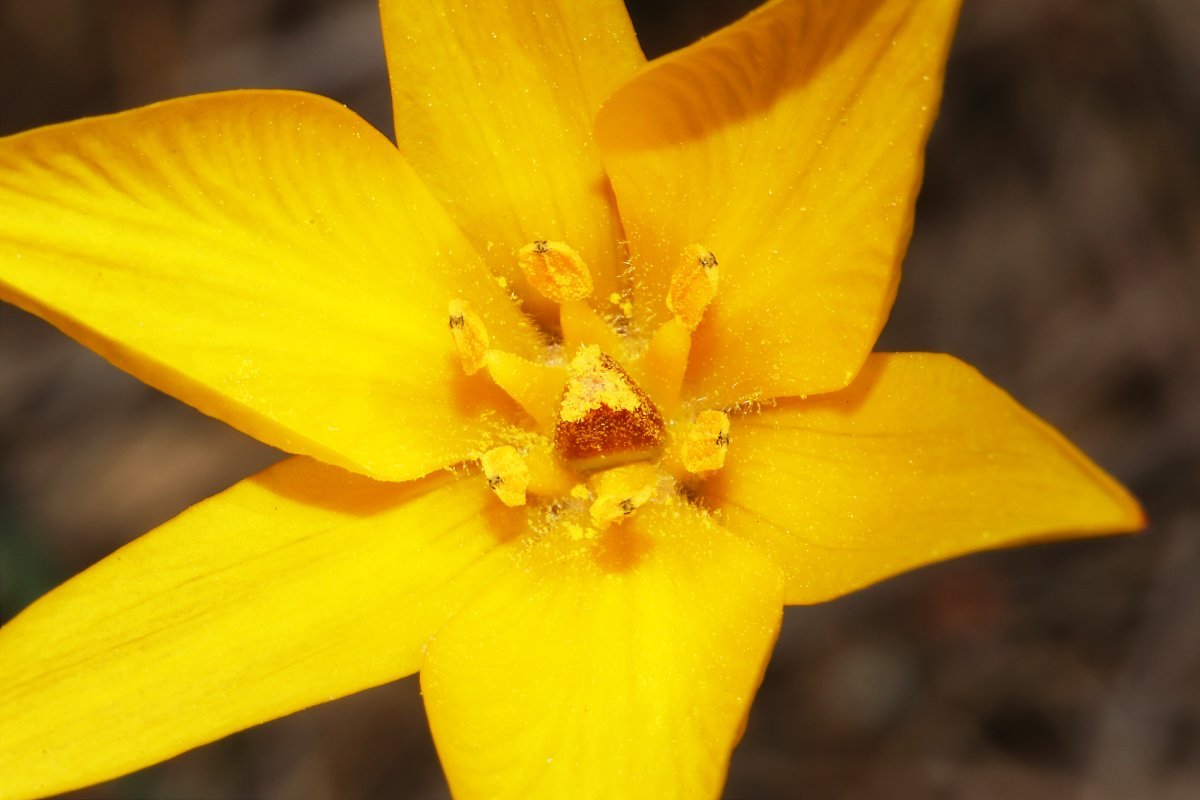 Тюльпан Еллоу Маунтин махровый поздний - фото 8