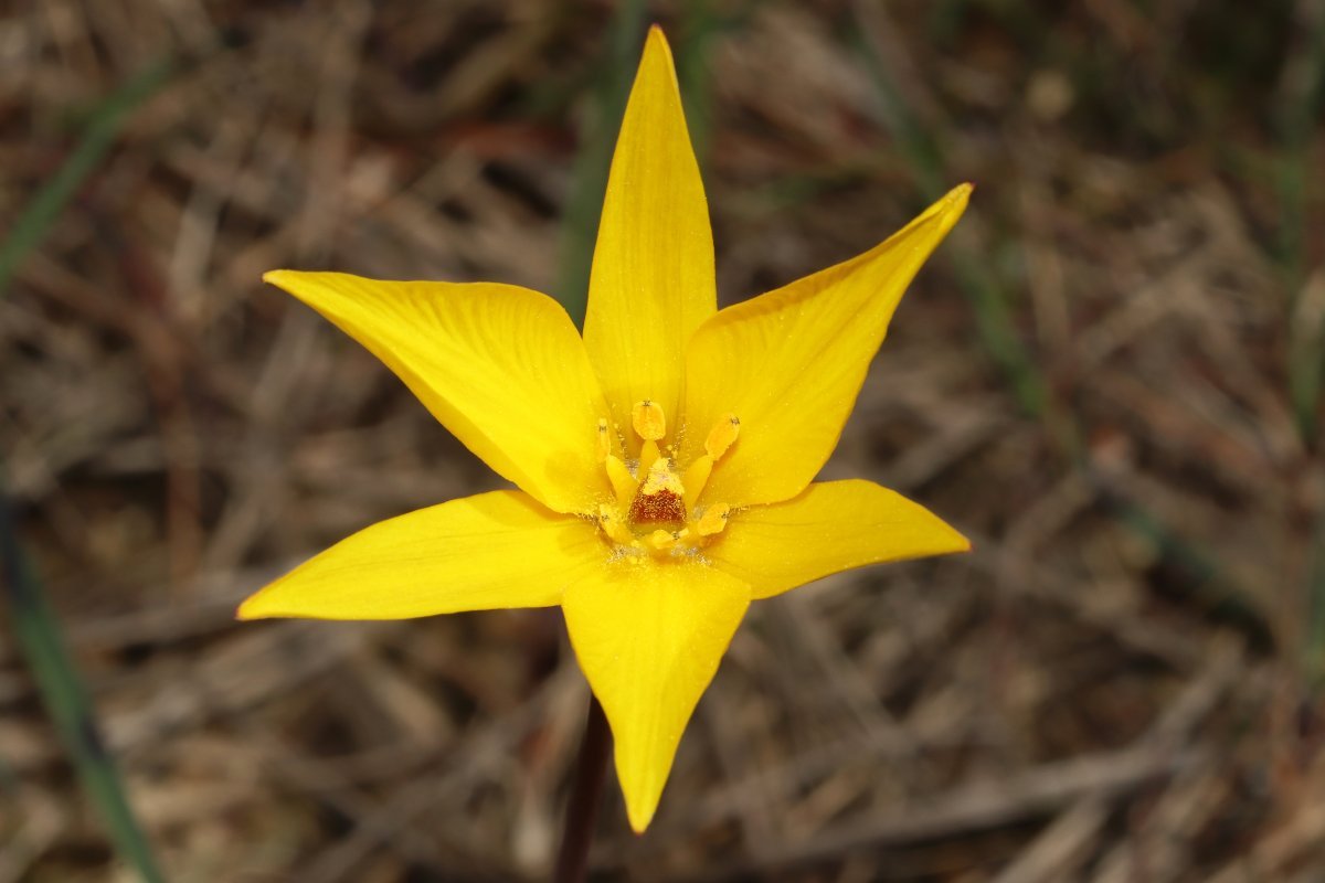 Тюльпан Еллоу Маунтин махровый поздний - фото 9