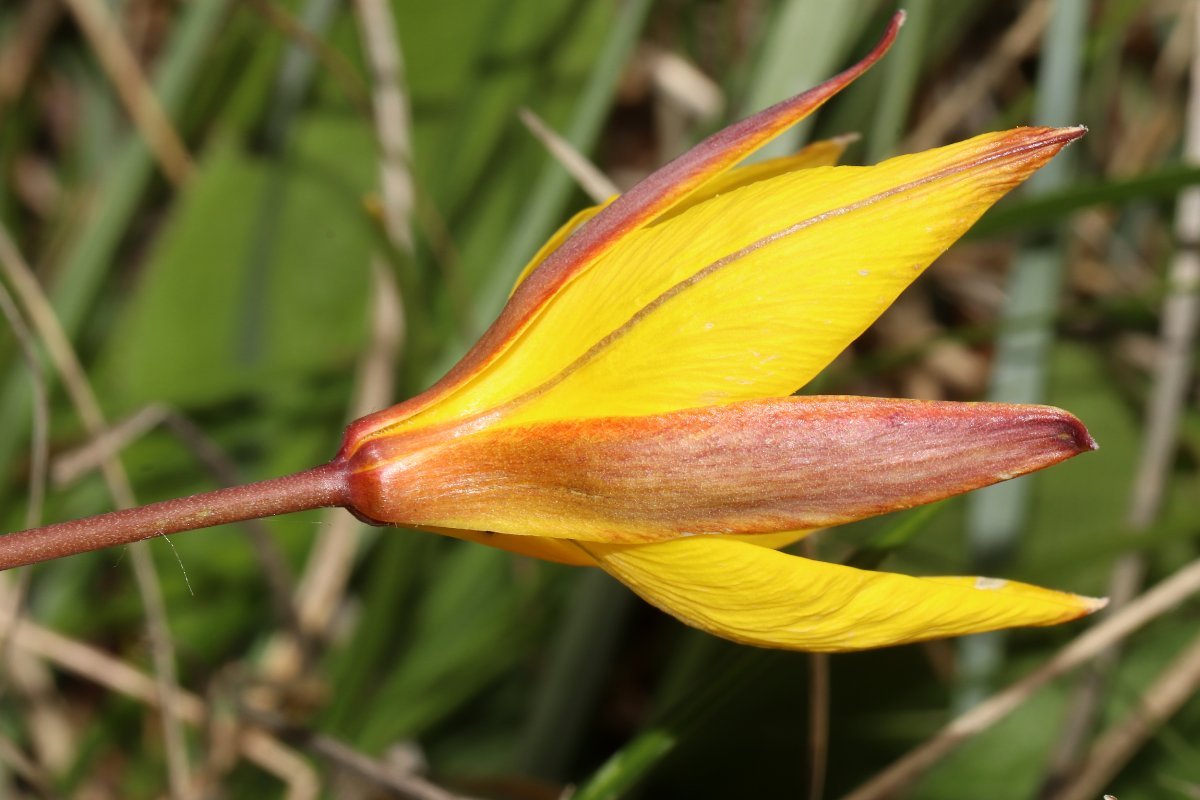 Тюльпан Еллоу Маунтин махровый поздний - фото 10