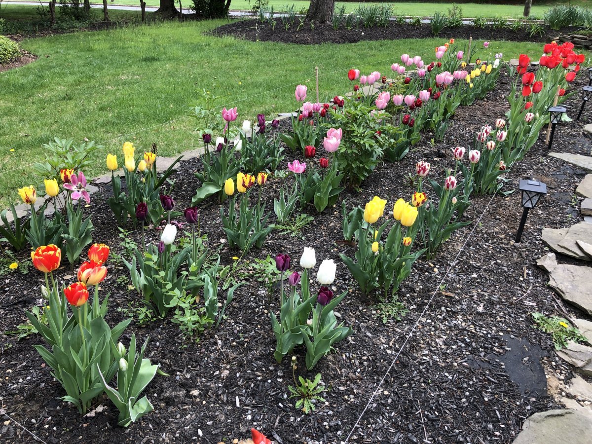 Тюльпан Еллоу Маунтин махровый поздний - фото 2