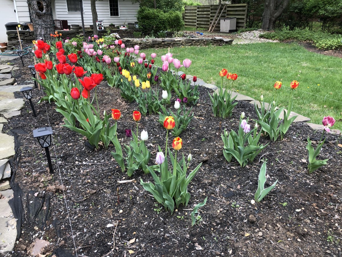 Тюльпан Еллоу Маунтин махровый поздний