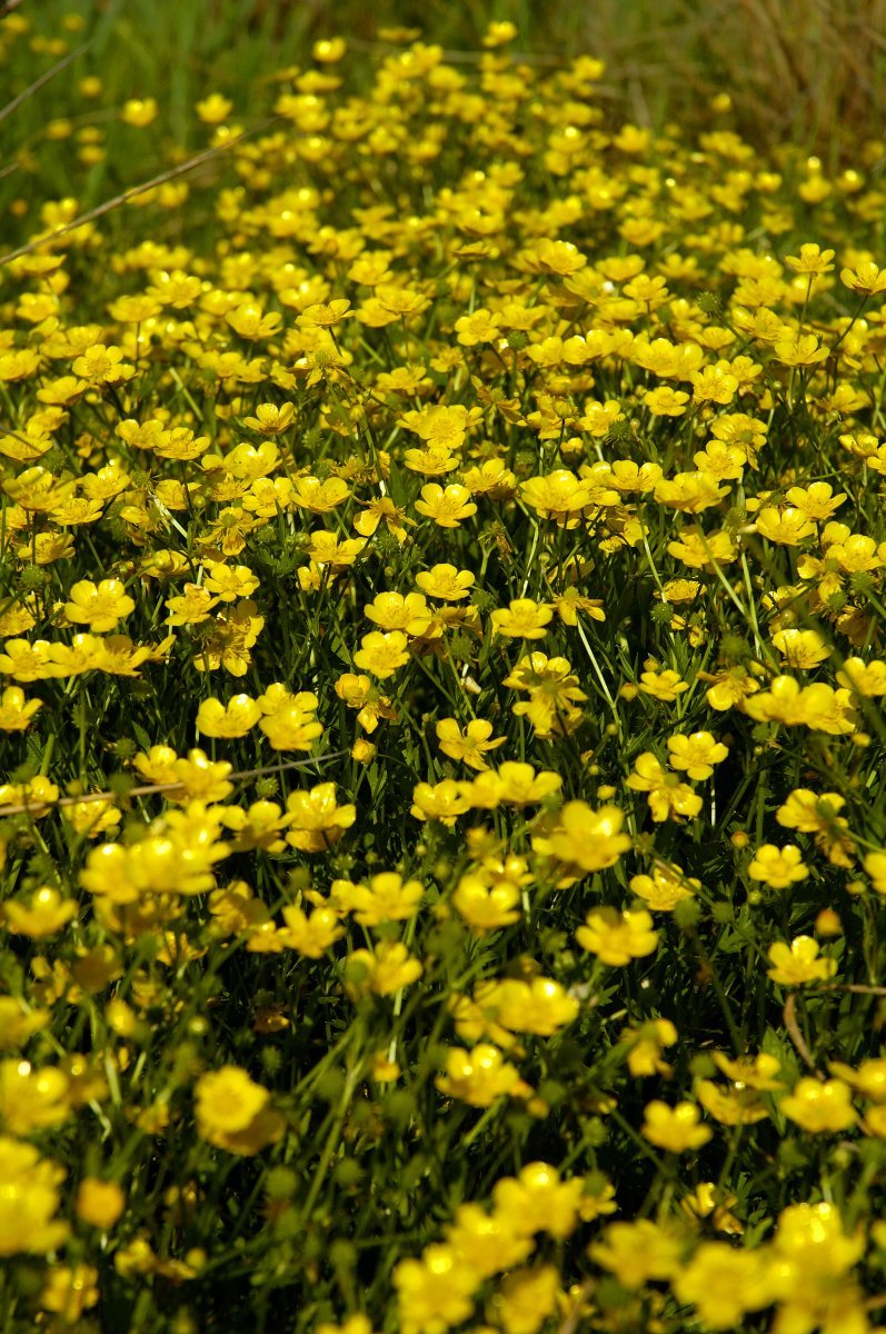 Ранункулюс Еллоу - фото 2