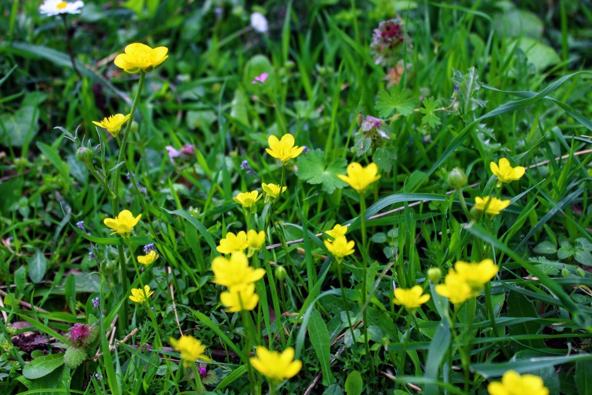 Ранункулюс Еллоу - фото 3