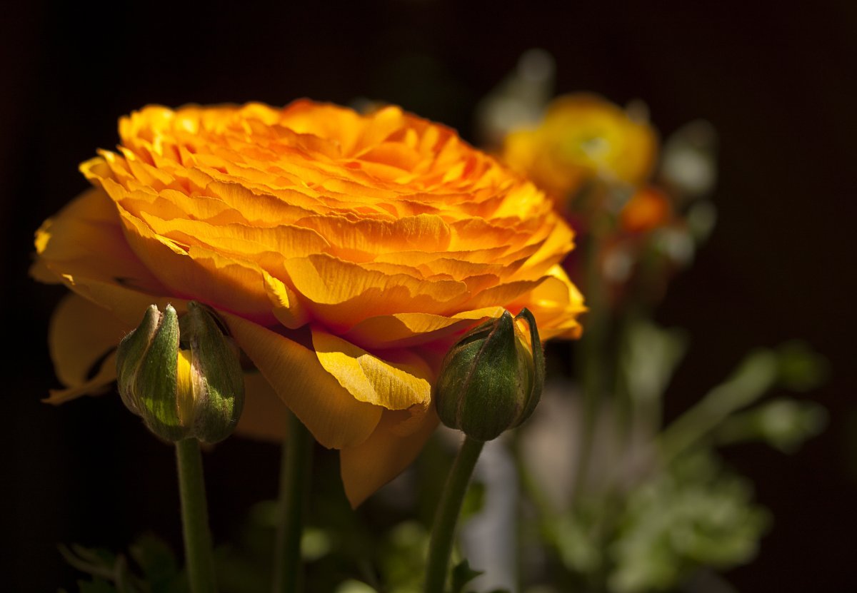 Ранункулюс Оранж - фото 3