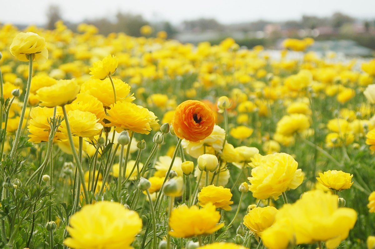 Ранункулюс Оранж - фото 4