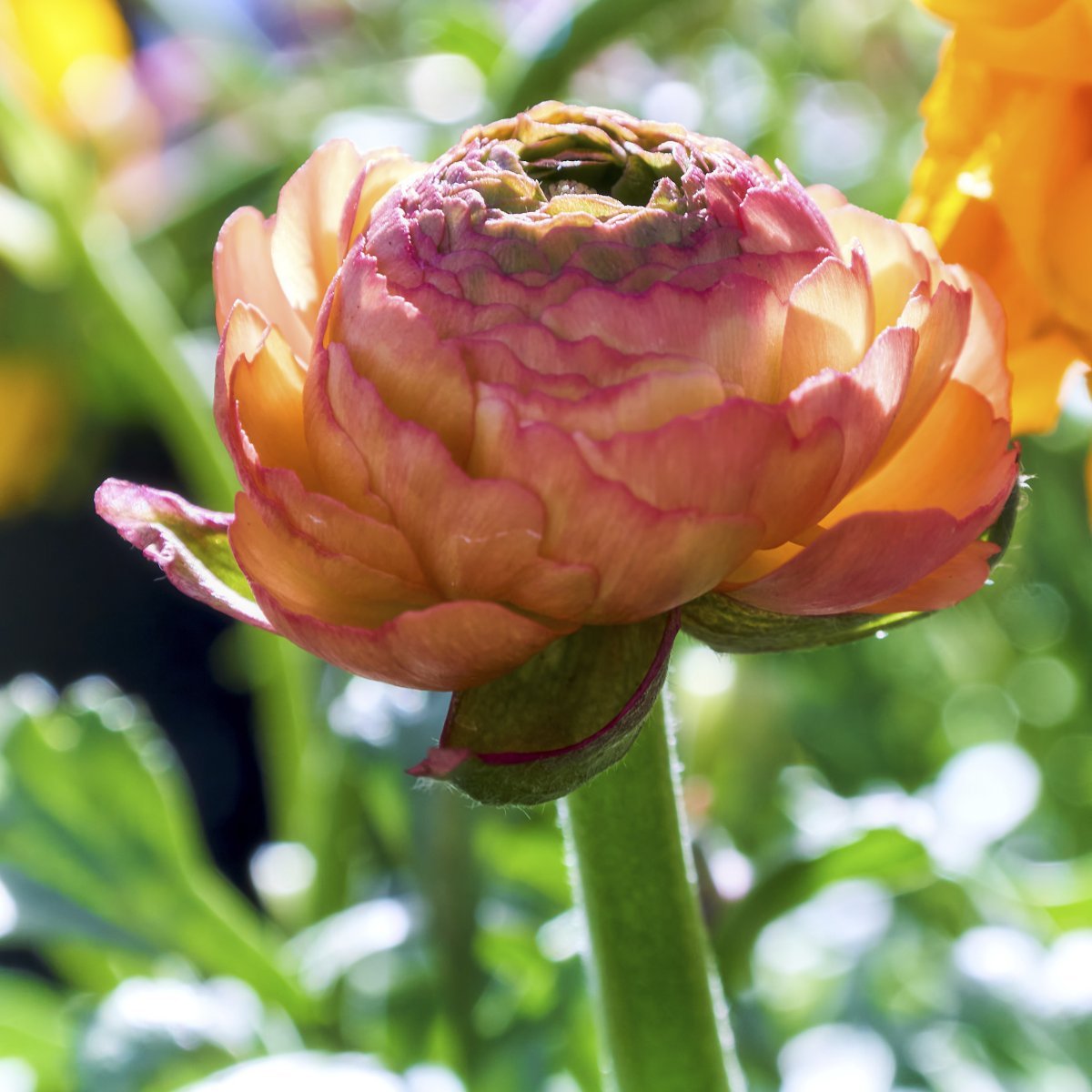 Ранункулюс Оранж - фото 2