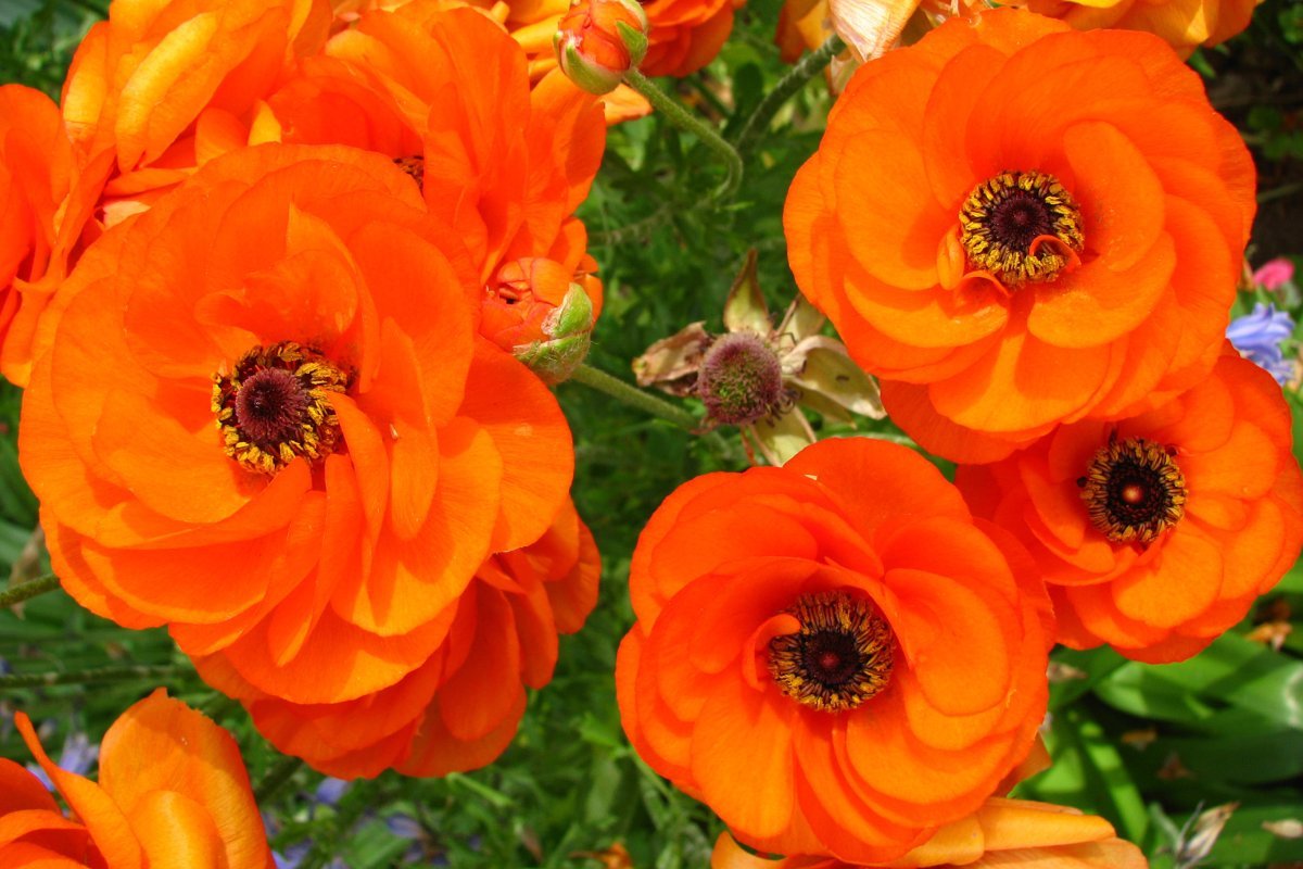 Ранункулюс Оранж - фото 5