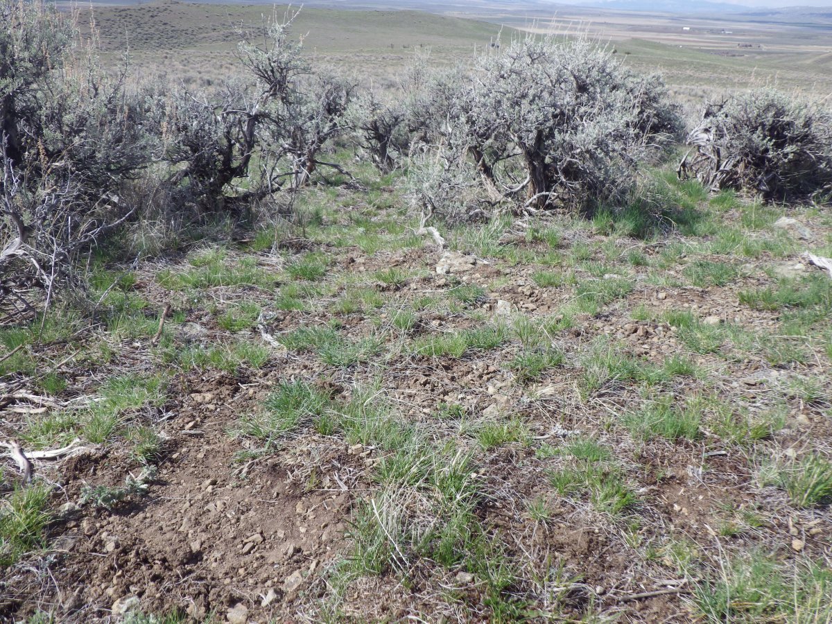 Анемона Биколор - фото 3