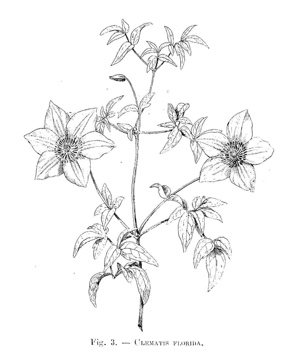 Анемона Биколор - фото 9