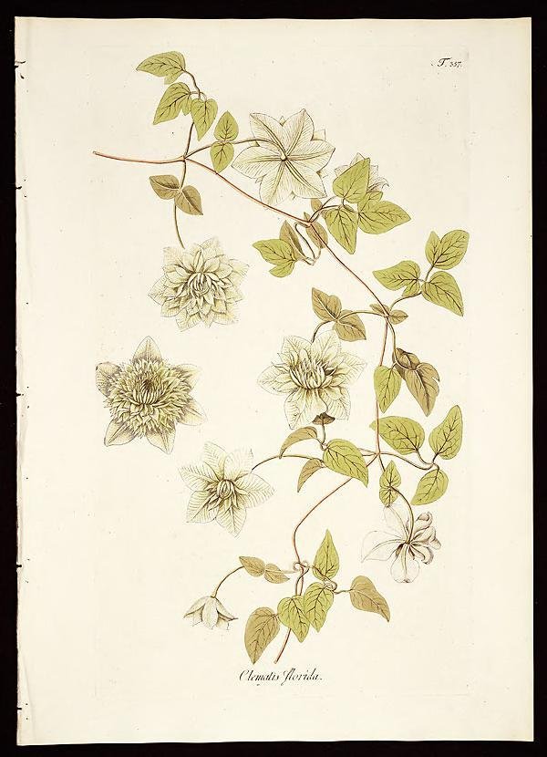 Анемона Биколор - фото 4