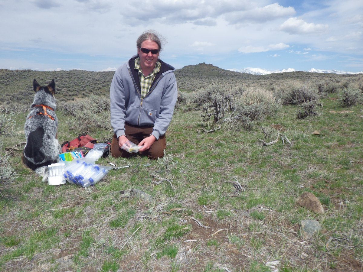 Анемона Биколор - фото 2