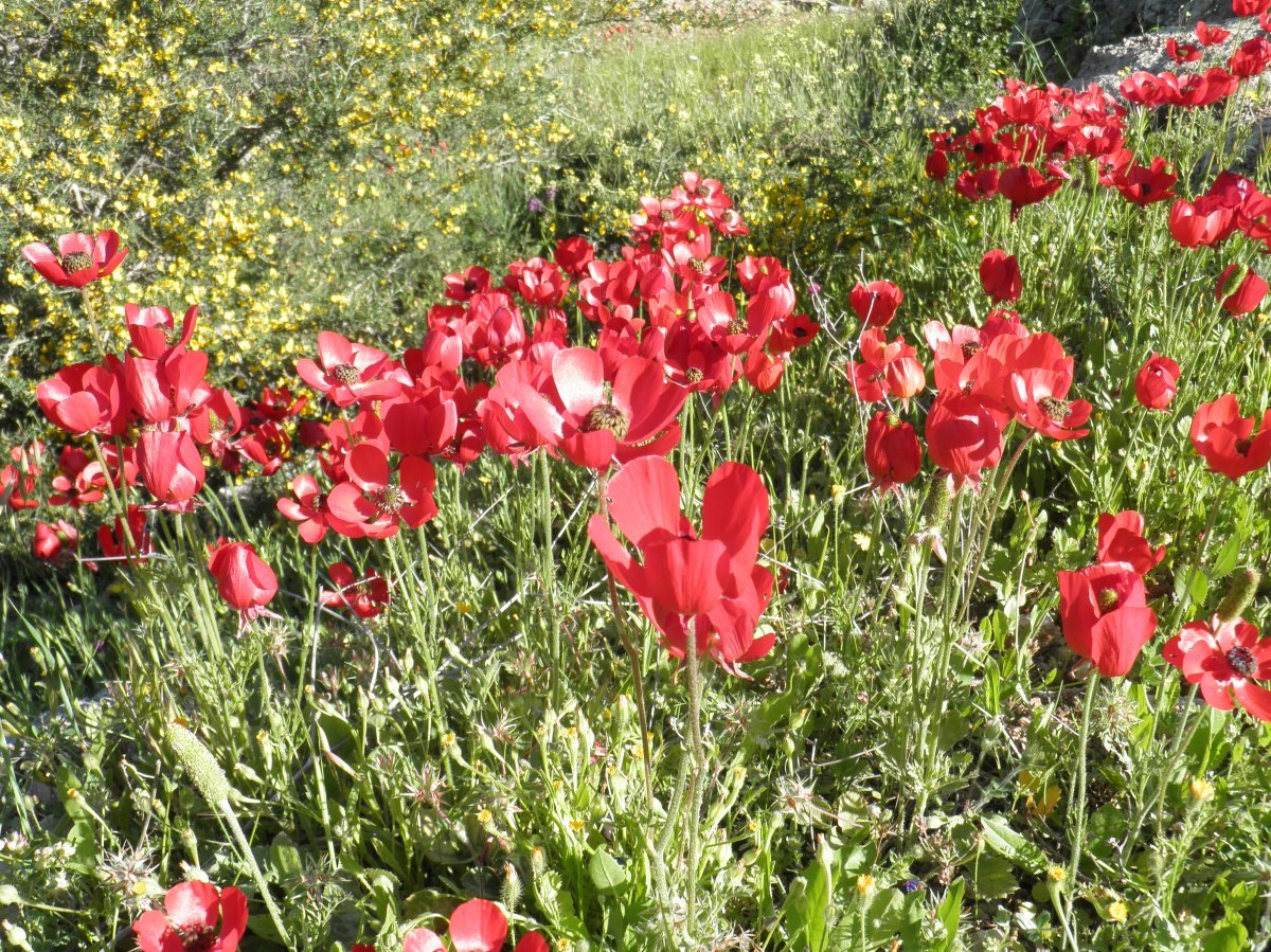 Ранункулюс Ред - фото 9