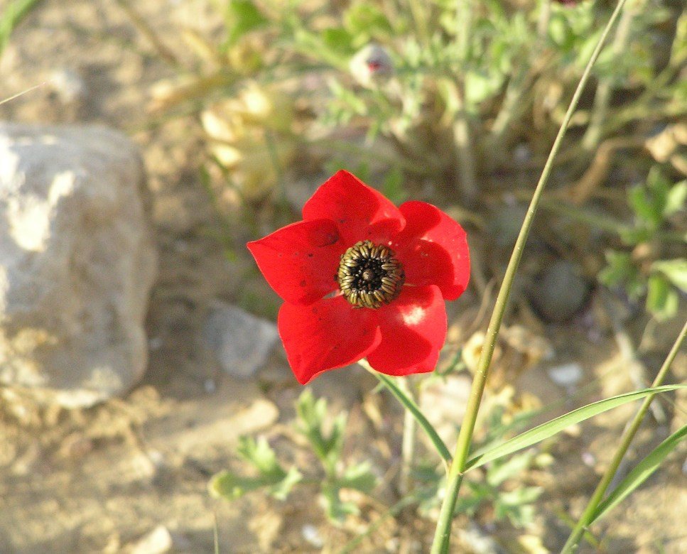 Ранункулюс Ред - фото 7