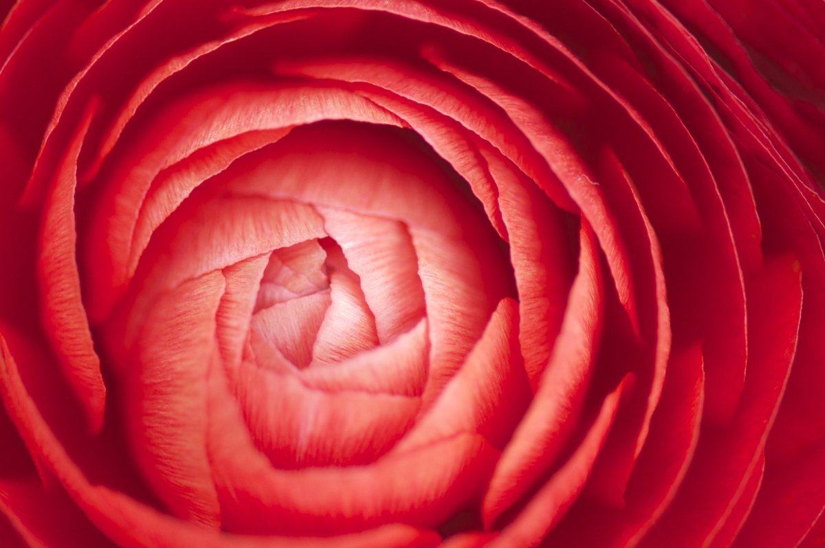 Ранункулюс Ред