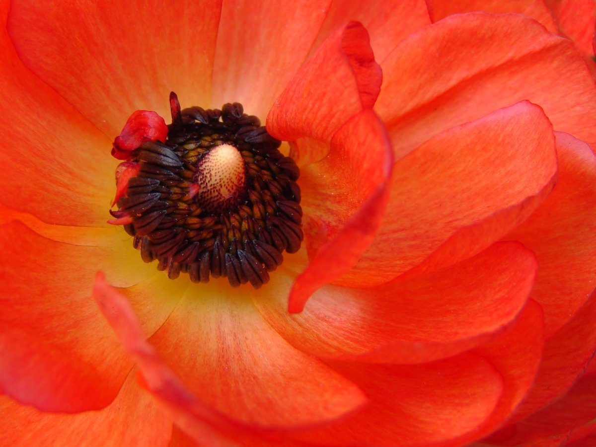 Ранункулюс Ред - фото 8