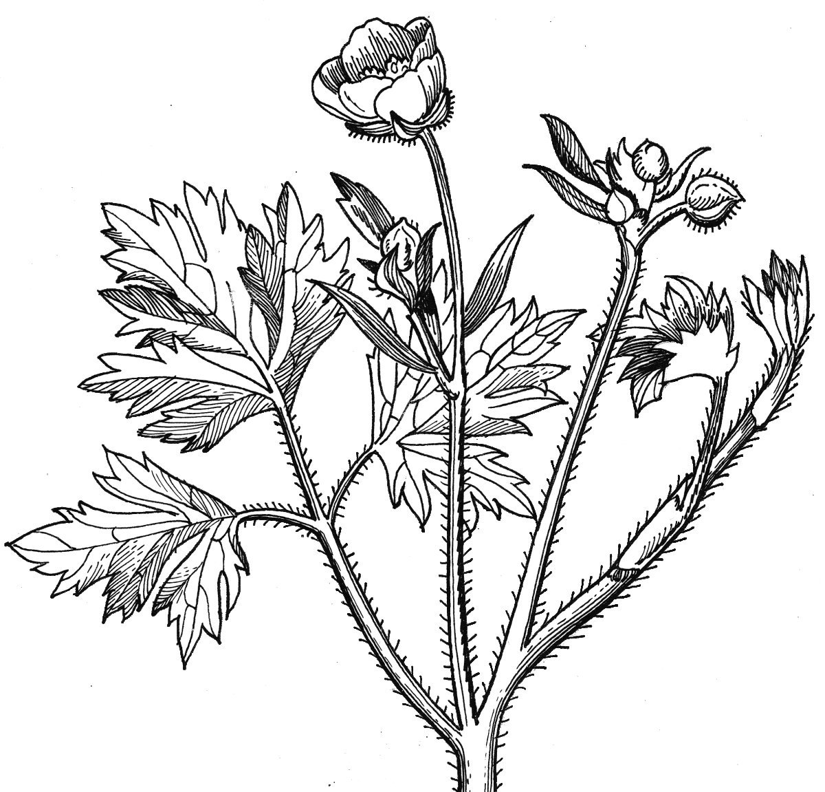 Ранункулюс Ред - фото 5