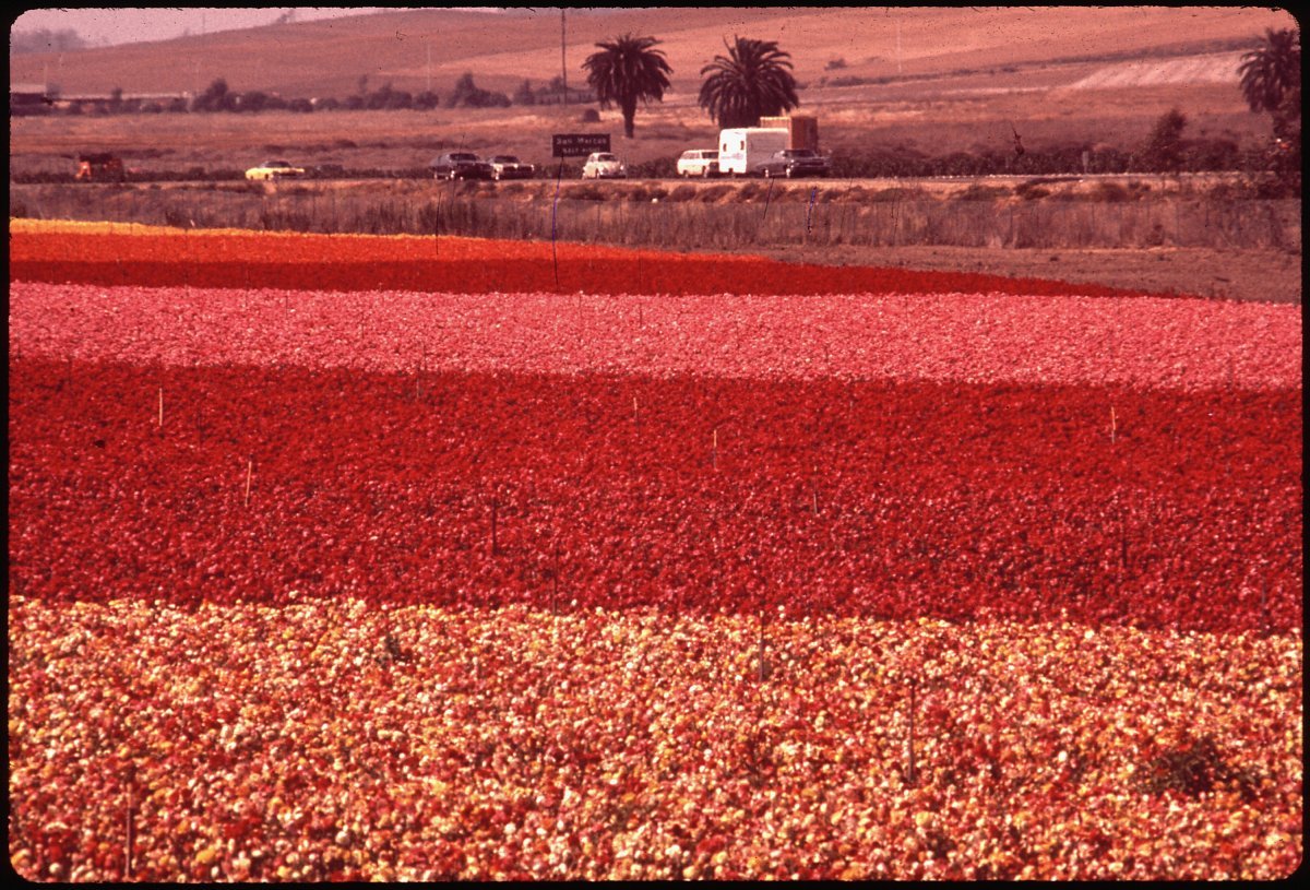 Ранункулюс Ред - фото 2