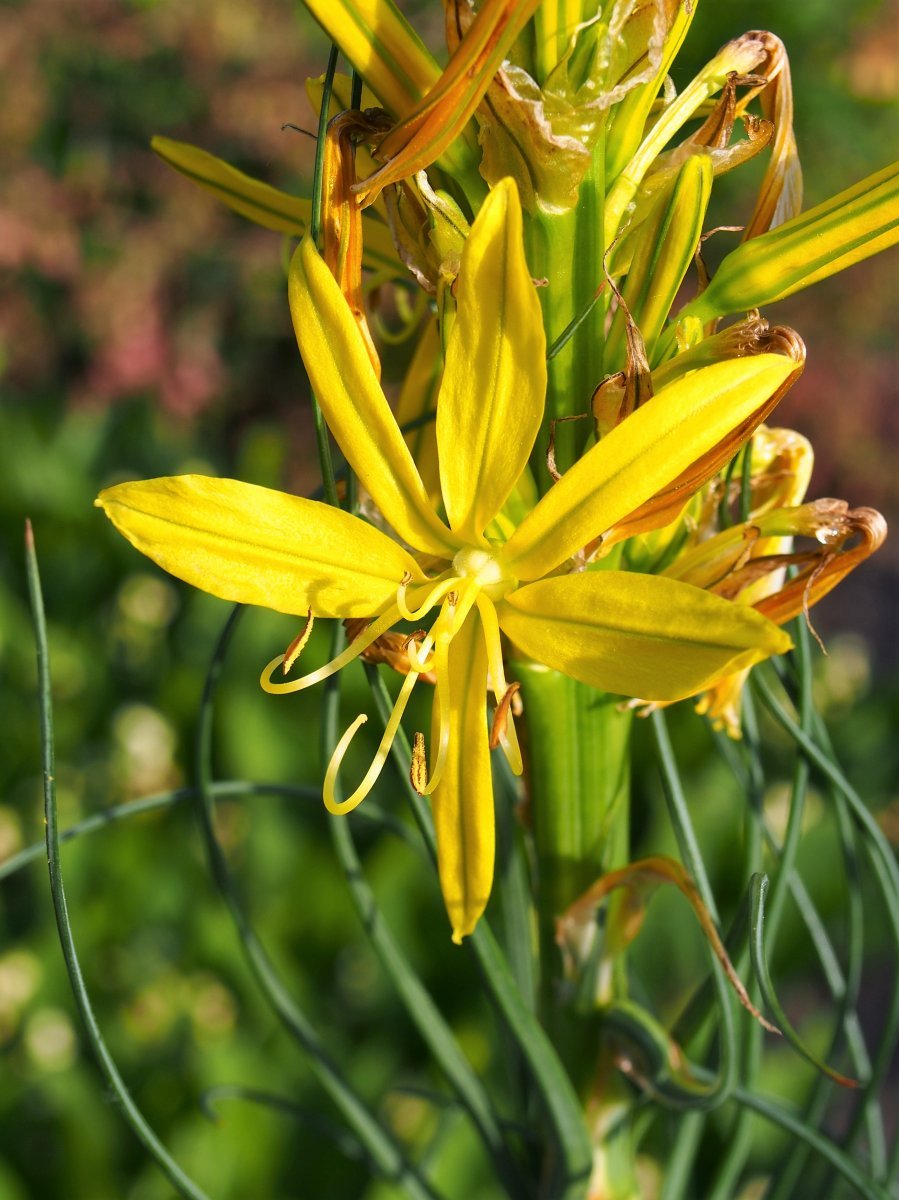 Асфоделина желтая - фото 9