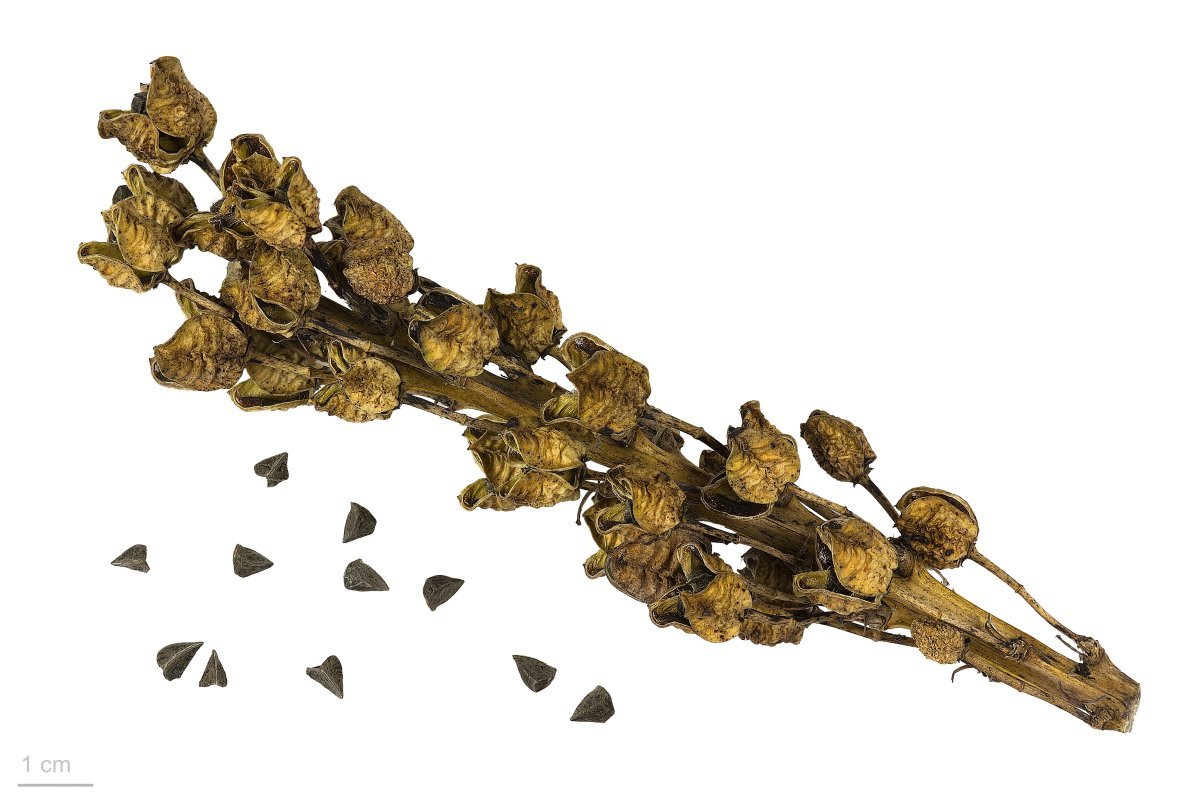 Асфоделина желтая - фото 5