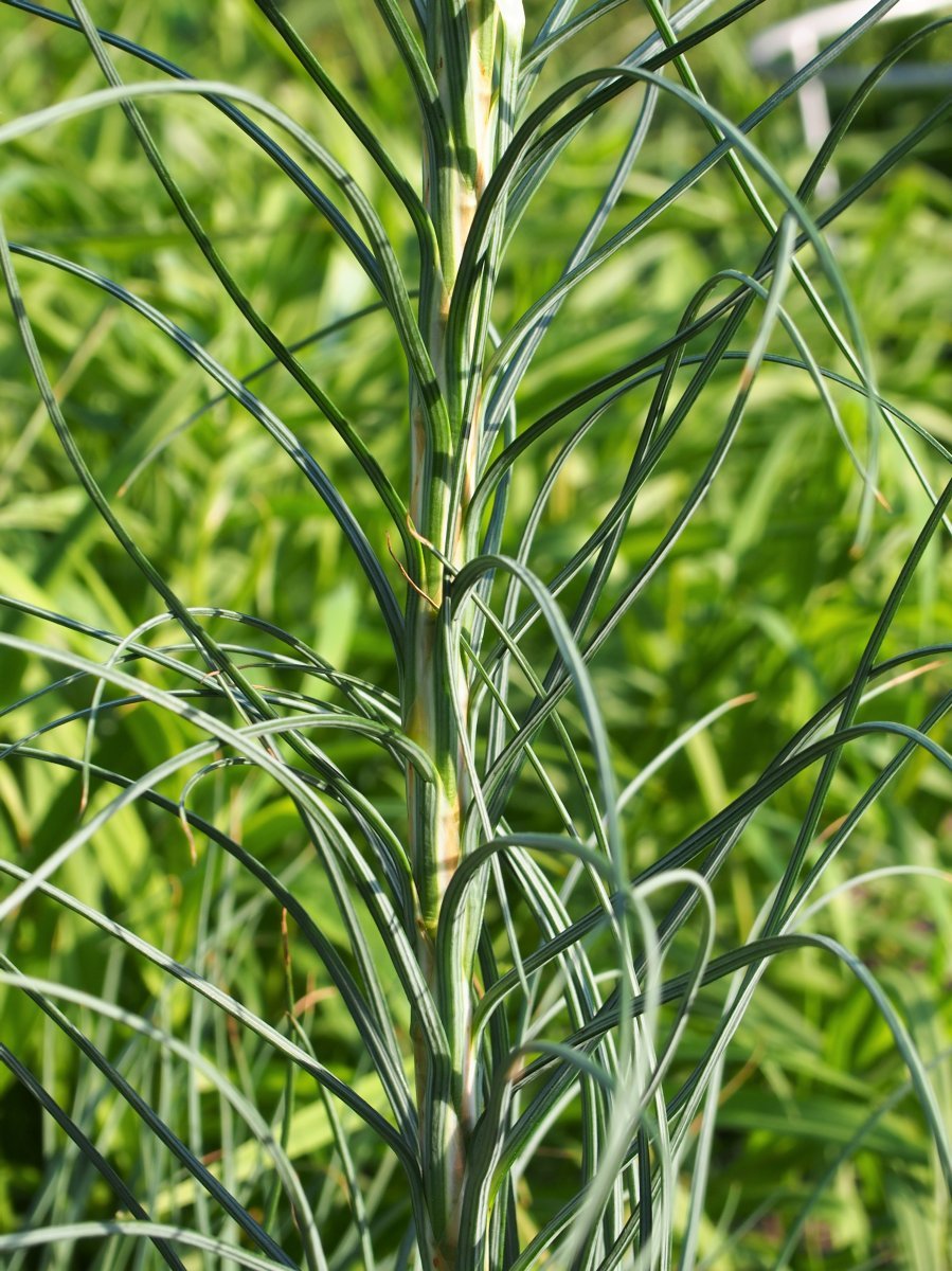 Асфоделина желтая - фото 10