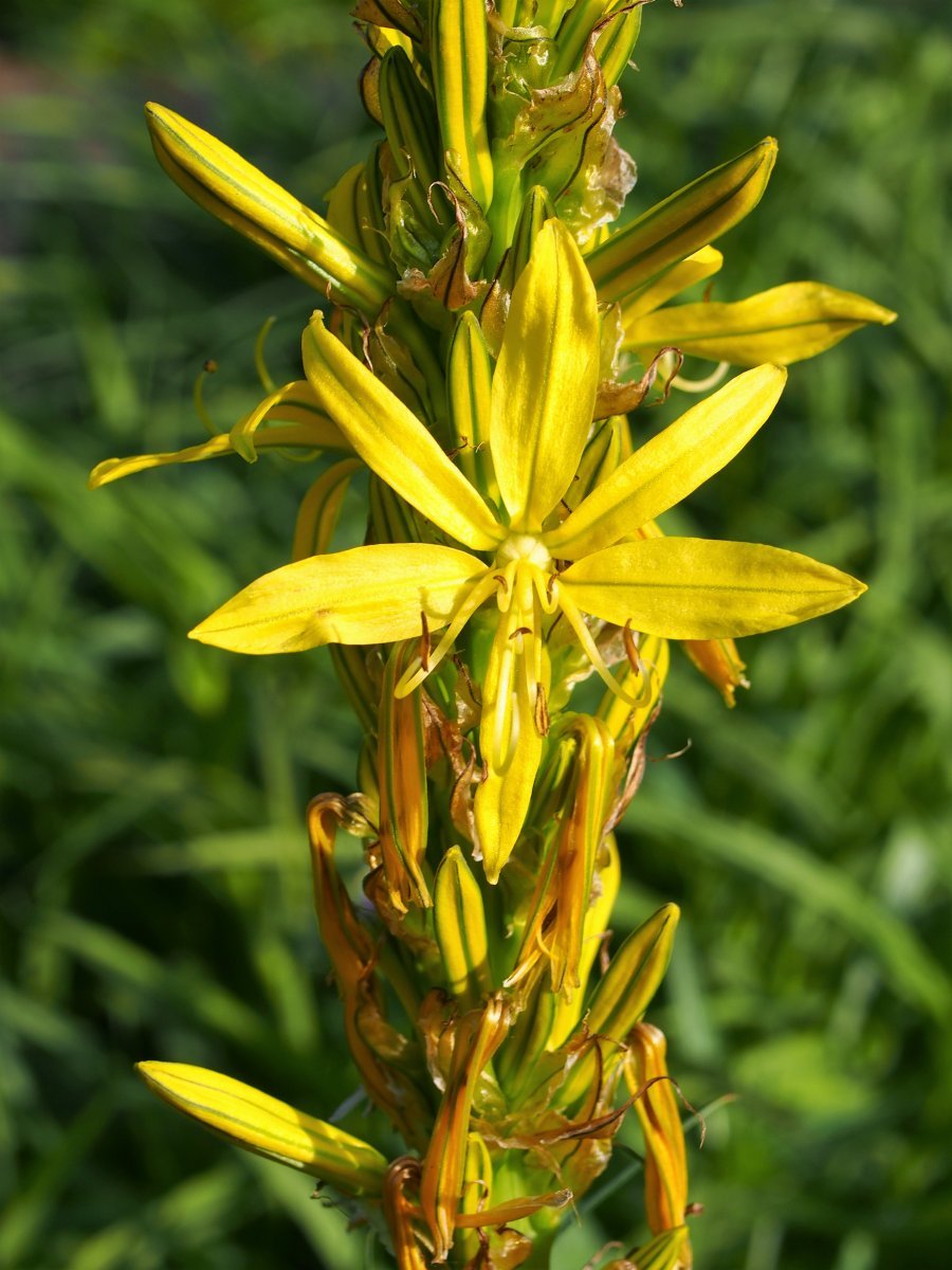 Асфоделина желтая - фото 8