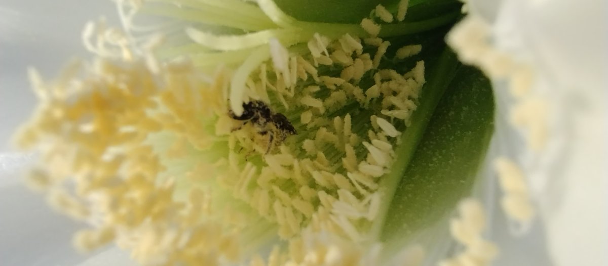 Эхинопсис - фото 3