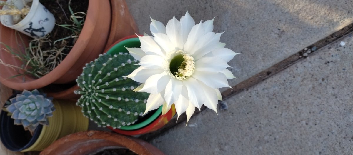 Эхинопсис - фото 2