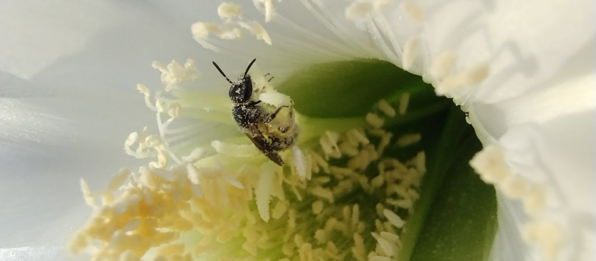 Эхинопсис - фото 4