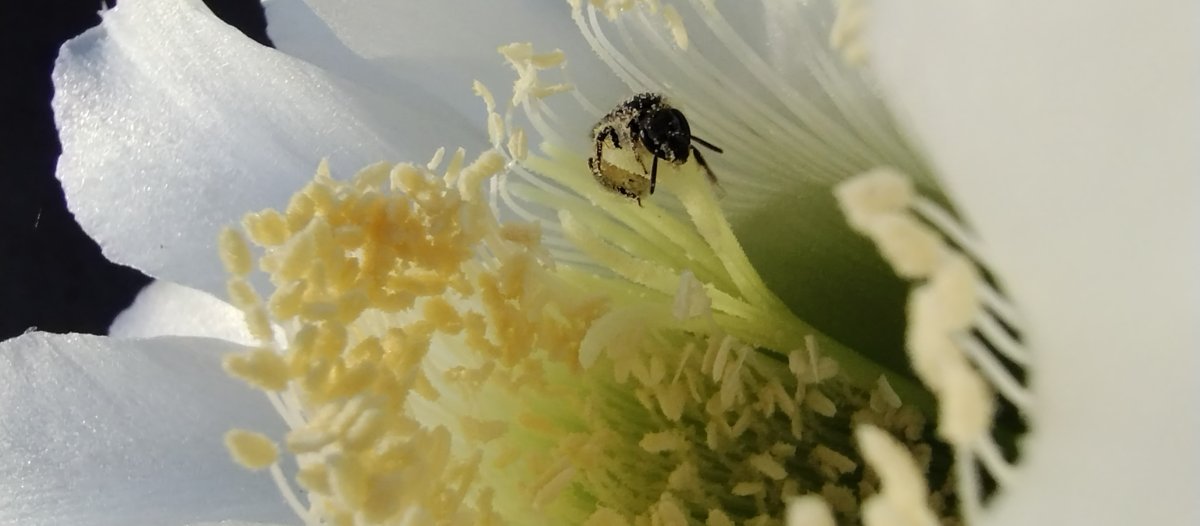 Эхинопсис - фото 5