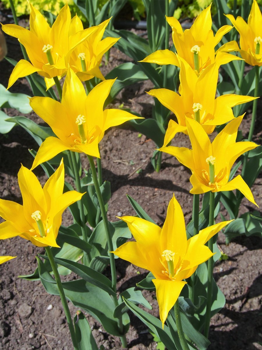 Тюльпан Флэшбэк лилиецветный