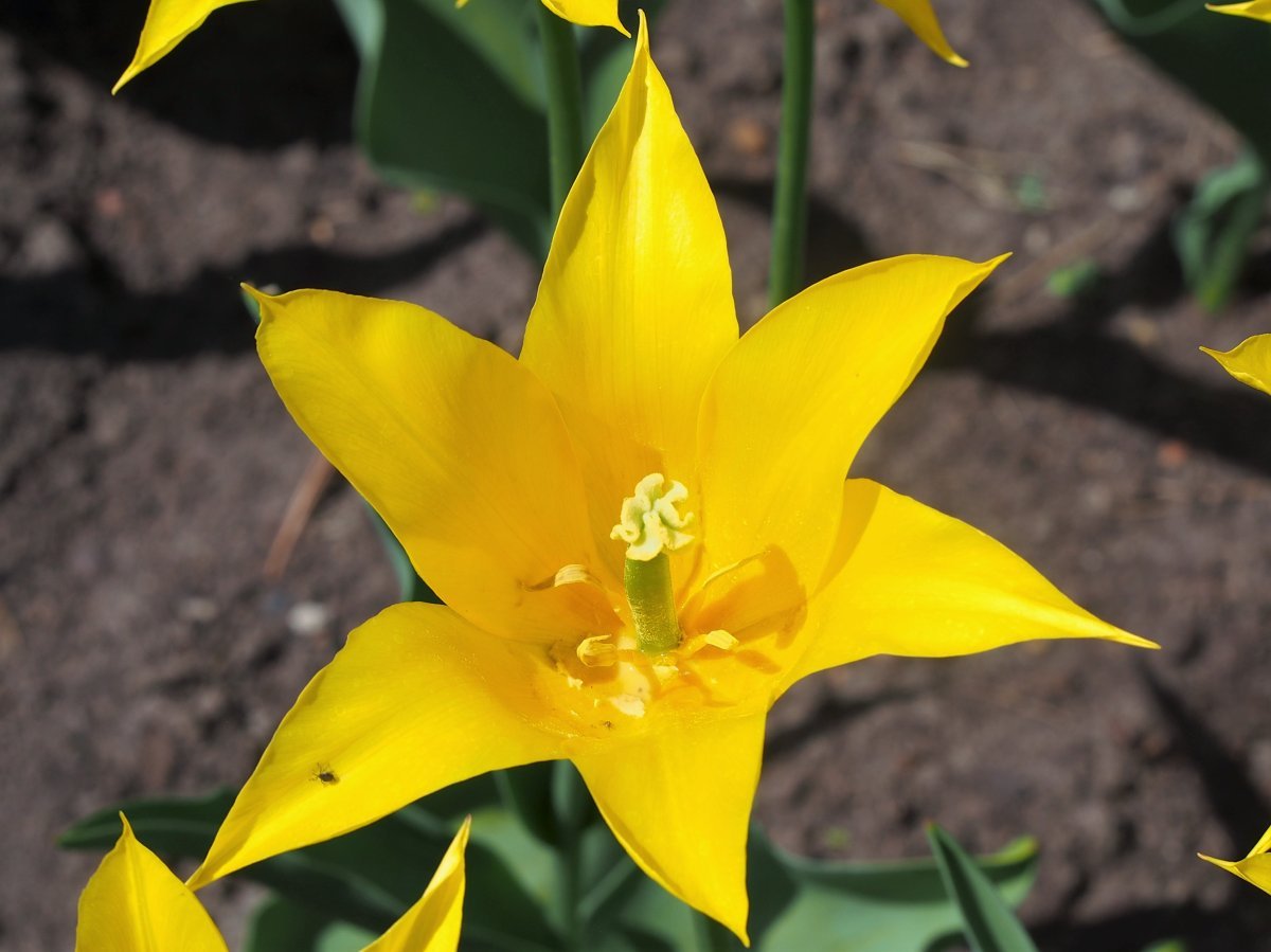 Тюльпан Флэшбэк лилиецветный - фото 3