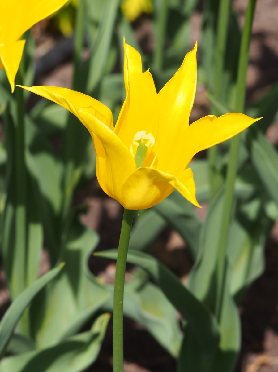 Тюльпан Флэшбэк лилиецветный - фото 2