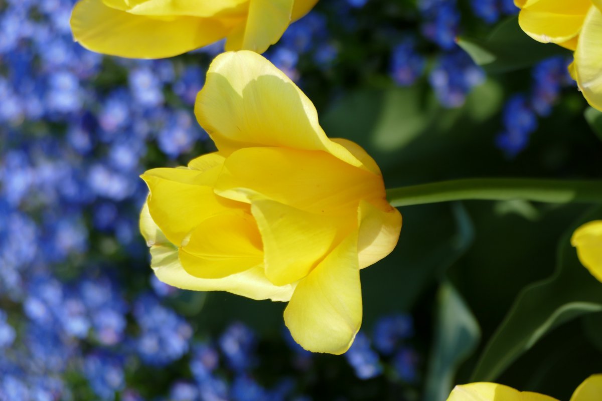 Тюльпан Стронг Голд, Триумф - фото 4