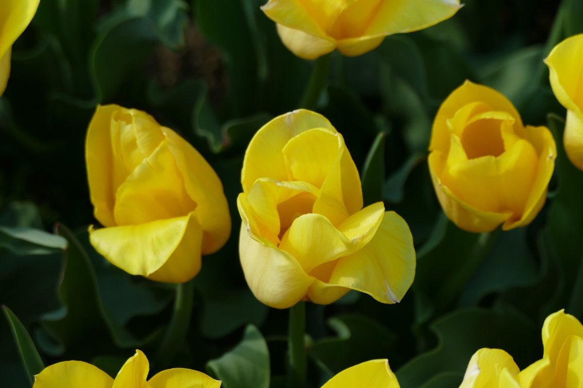 Тюльпан Стронг Голд, Триумф - фото 6