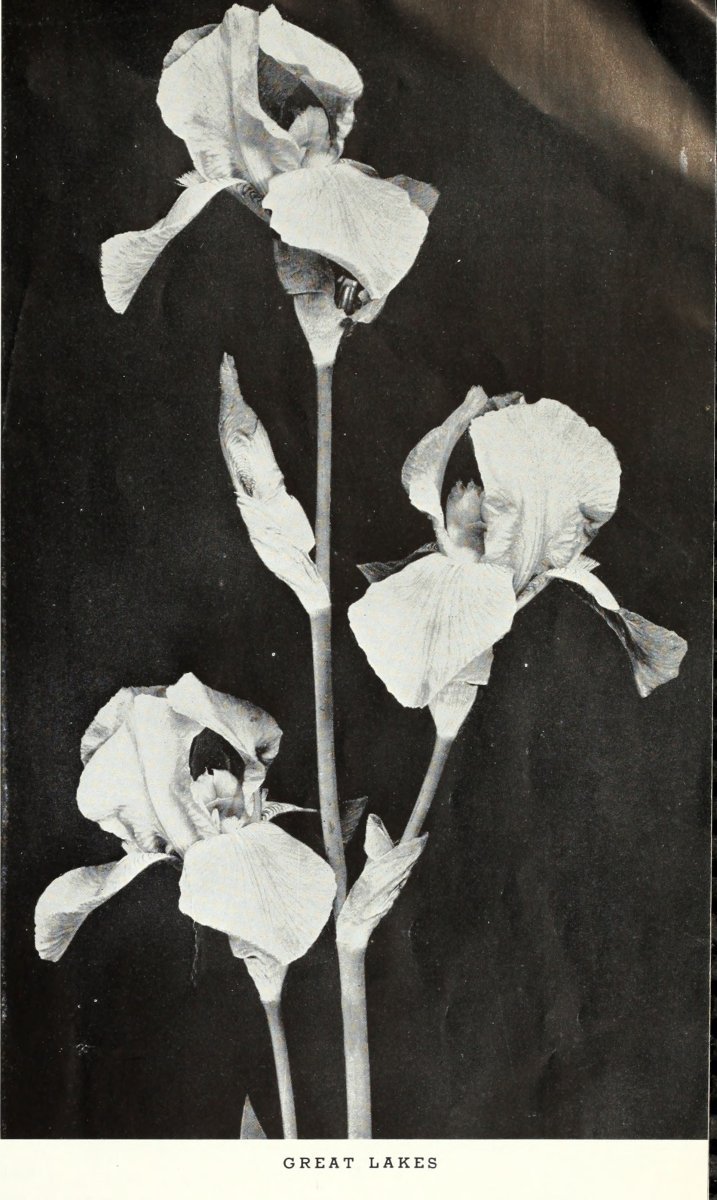 Тюльпан Стронг Голд, Триумф