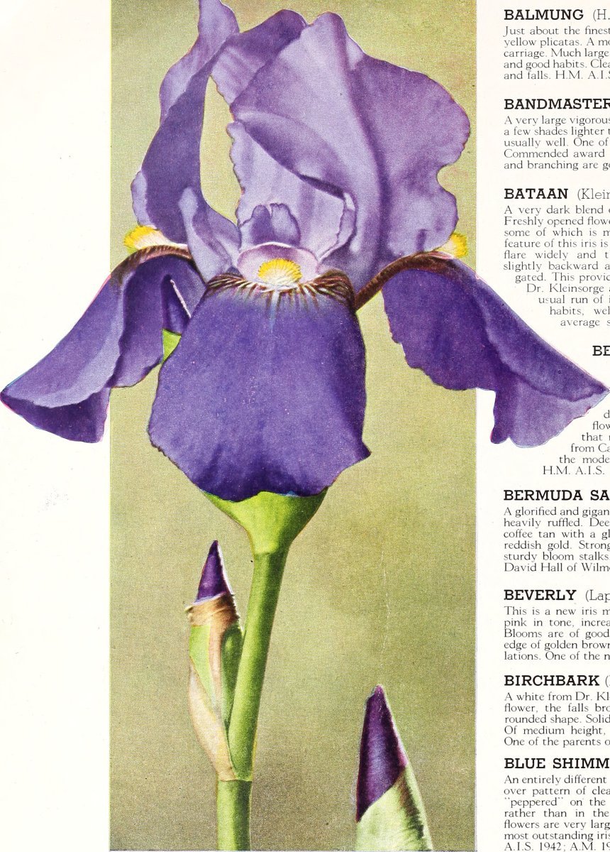 Тюльпан Стронг Голд, Триумф - фото 2