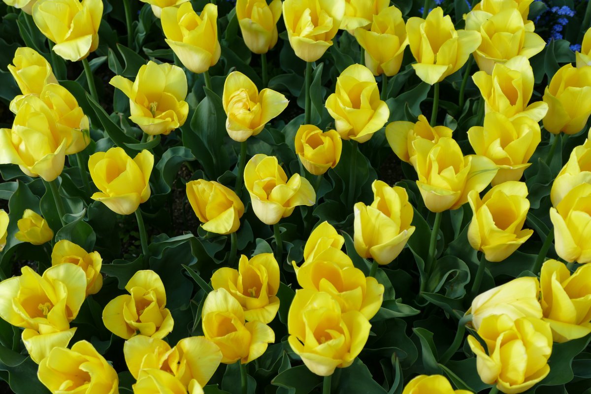 Тюльпан Стронг Голд, Триумф - фото 5