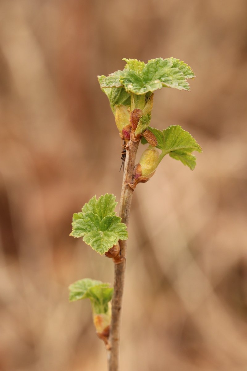 Смородина Джонкер Ван Тетс красная - фото 5
