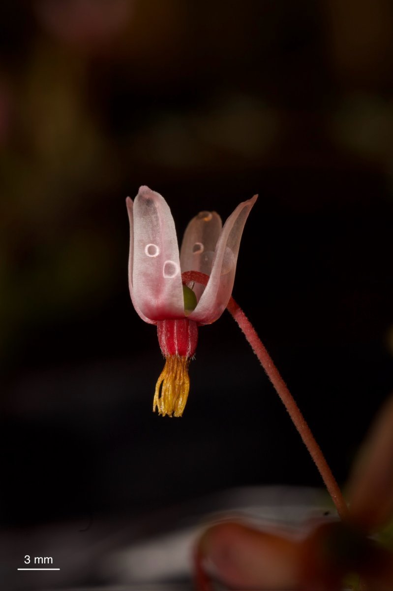 Клюква Стивенс крупноплодная