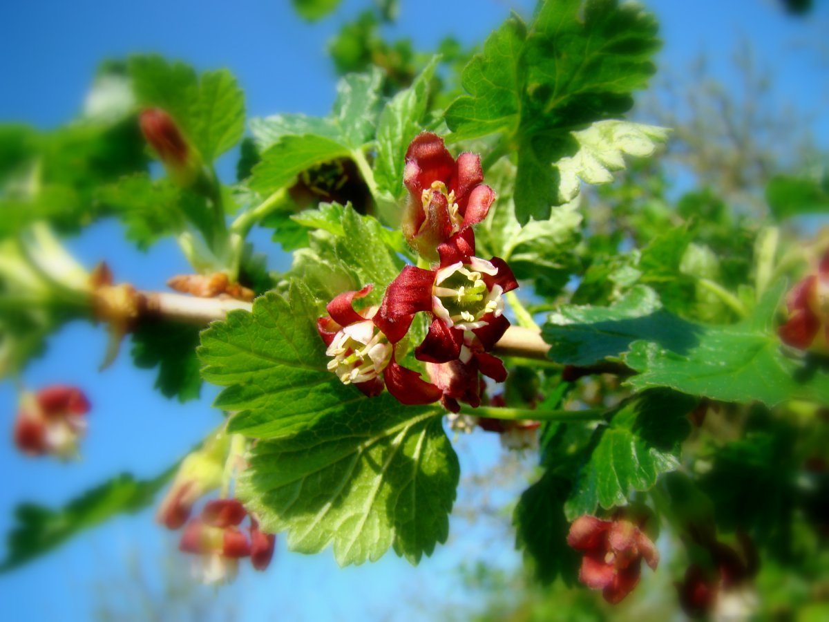 Йошта - фото 10