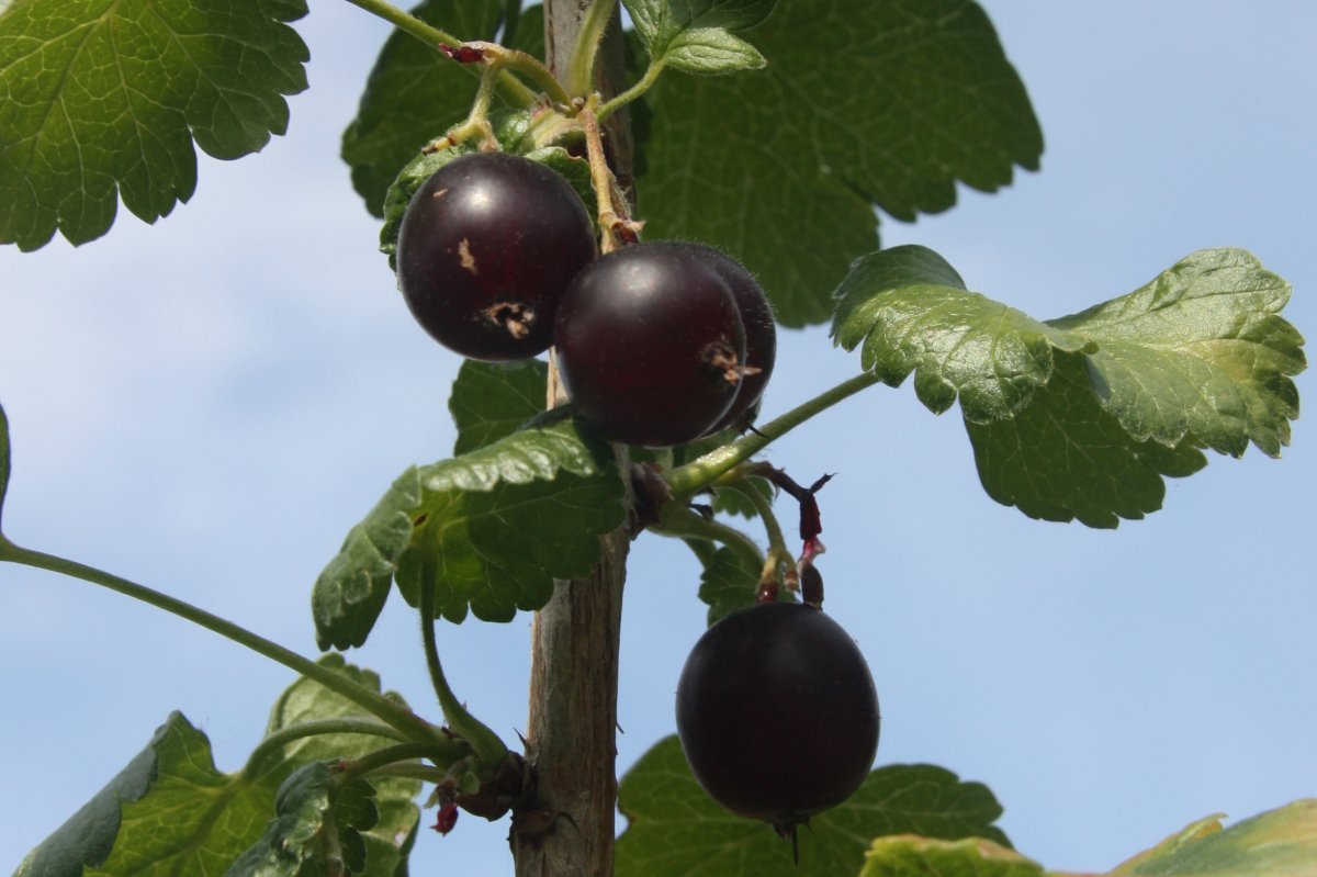 Йошта - фото 5