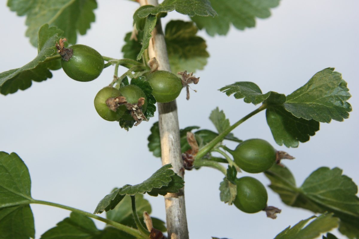 Йошта - фото 4