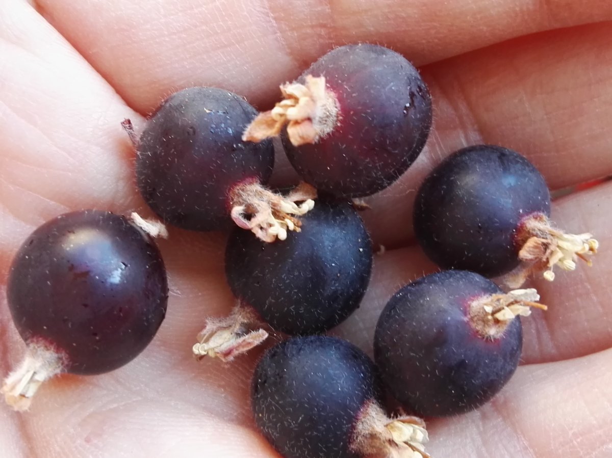 Йошта - фото 2