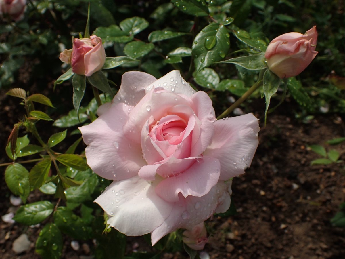 Роза Ламберт Клосс канадская парковая