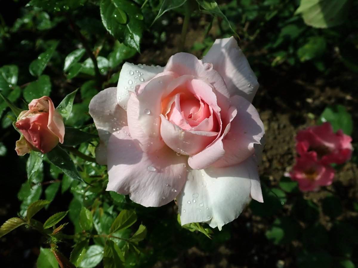 Роза Ламберт Клосс канадская парковая - фото 3