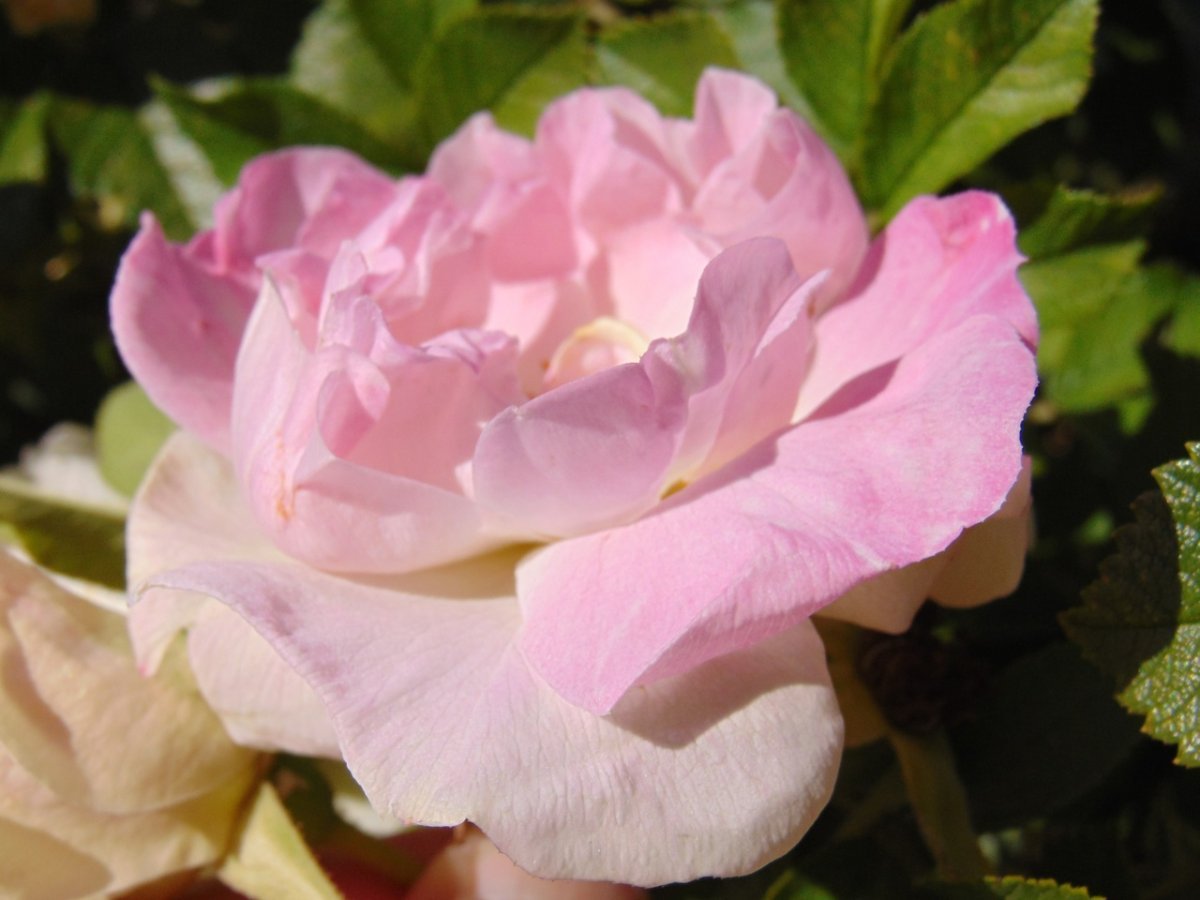 Роза Поларис ругоза