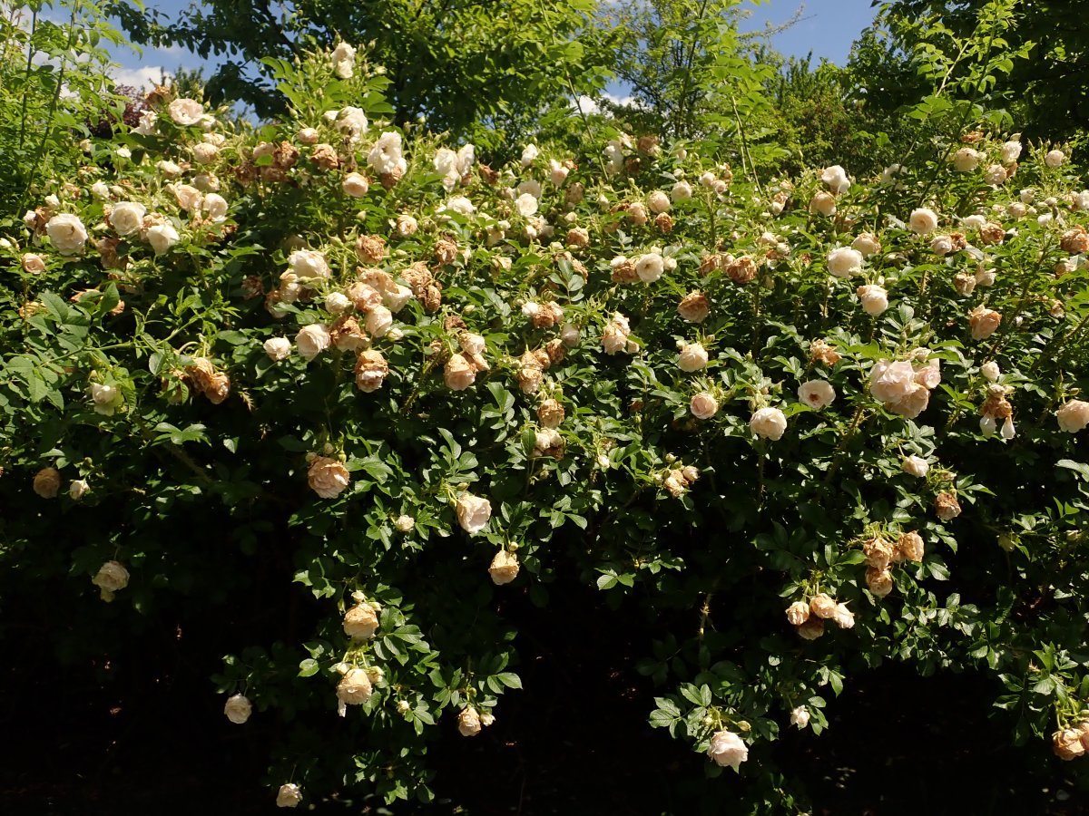 Роза Поларис ругоза - фото 5