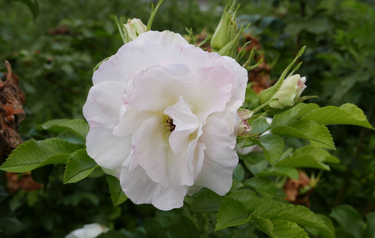 Роза Поларис ругоза - фото 2