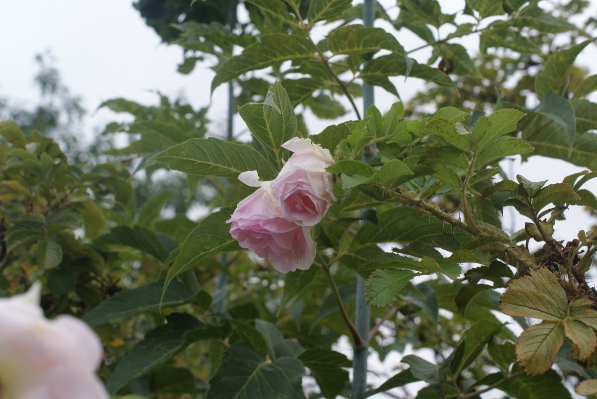 Роза Поларис ругоза - фото 4